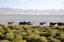 pamir_min_448.jpg